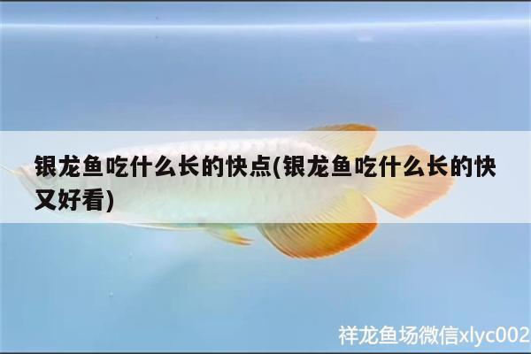 銀龍魚吃什么長(zhǎng)的快點(diǎn)(銀龍魚吃什么長(zhǎng)的快又好看)