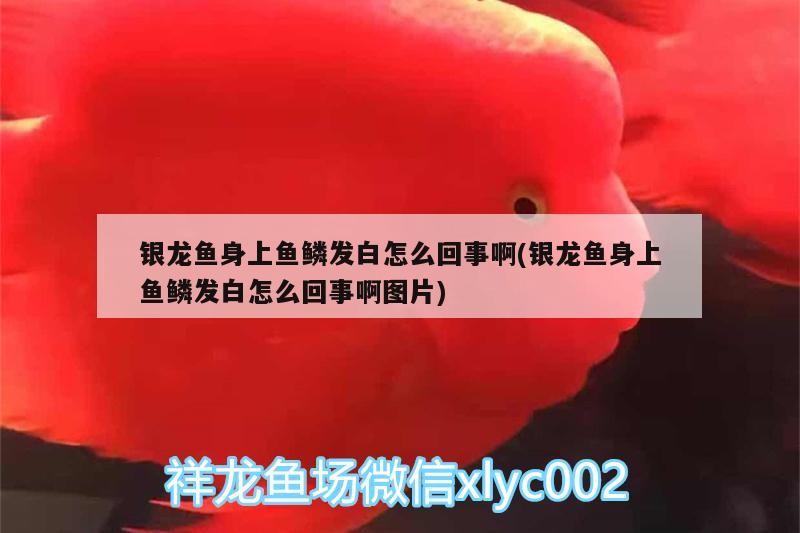 銀龍魚身上魚鱗發白怎么回事啊(銀龍魚身上魚鱗發白怎么回事啊圖片)