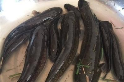 虎魚吃魚干嗎：虎魚喜歡吃魚干嗎？