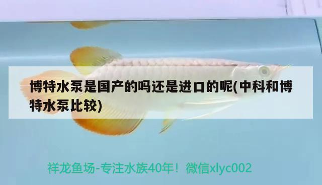 博特水泵是國產的嗎還是進口的呢(中科和博特水泵比較)
