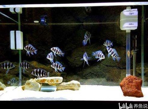 慈鯛魚缸造景60缸可以嗎：三湖慈鯛魚缸造景60公分魚缸造景要點三湖慈鯛魚缸造景