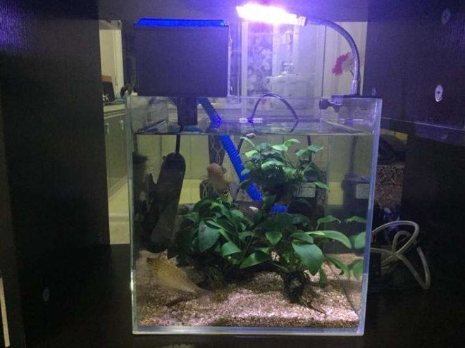 玻璃魚缸打膠后幾天放水：玻璃魚缸打完玻璃膠后多久放水？
