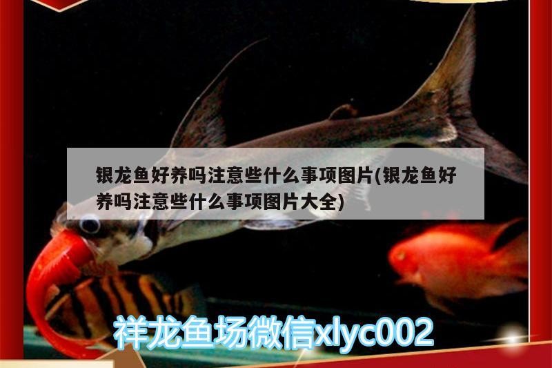銀龍魚好養嗎注意些什么事項圖片(銀龍魚好養嗎注意些什么事項圖片大全)