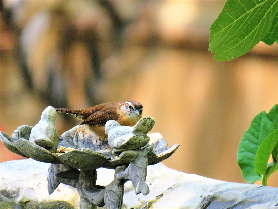 過(guò)背金龍魚(yú)怎么挑選好的魚(yú)（過(guò)背金龍?jiān)趺纯焖兖B(yǎng)出藍(lán)底）
