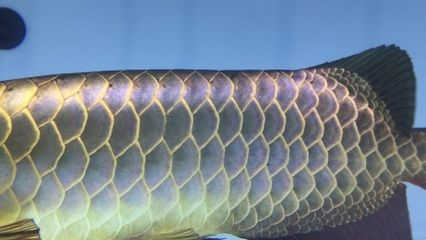 藍底紅龍魚：藍底紅龍魚與金龍魚區(qū)別