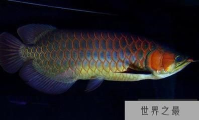 藍底紅龍魚：藍底紅龍魚與金龍魚區(qū)別