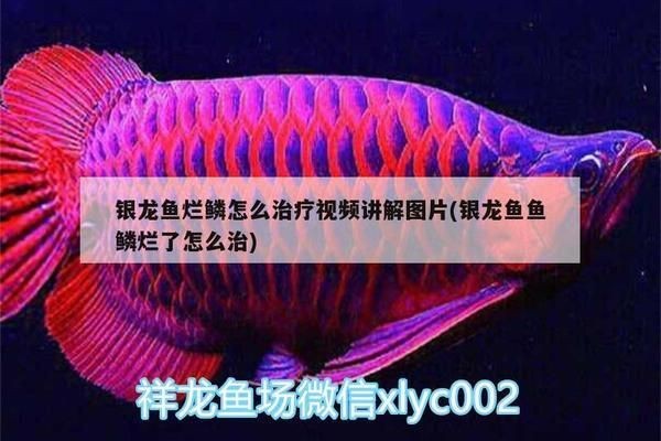 龍魚魚鱗病如何才能根治好vs祥龍魚場(chǎng)：祥龍魚場(chǎng)的龍魚品種介紹