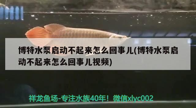 博特水泵啟動(dòng)不起來(lái)怎么回事兒(博特水泵啟動(dòng)不起來(lái)怎么回事兒視頻)