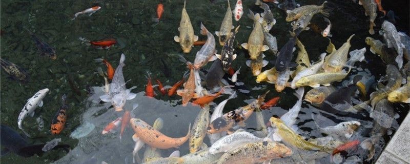 龍魚魚缸水泵流量多大好一點vs祥龍魚場：祥龍魚場水泵推薦型號