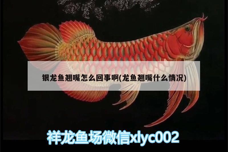 銀龍魚翹嘴怎么回事啊(龍魚翹嘴什么情況)
