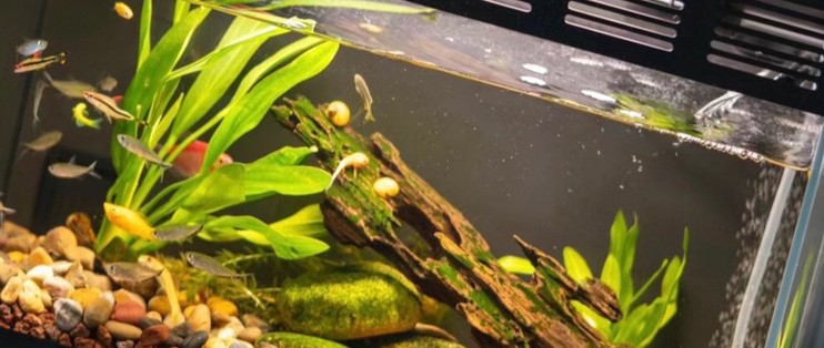 魚缸放了消化細菌水有什么變化