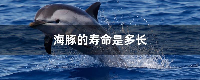海豚的壽命是多長