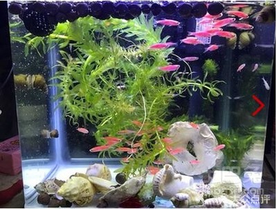 桂魚當觀賞魚可以嗎