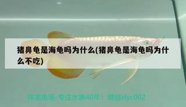 豬鼻龜是海龜嗎為什么(豬鼻龜是海龜嗎為什么不吃)