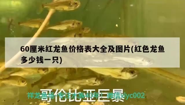 60厘米紅龍魚價格多少一條：60厘米紅龍魚價格波動原因如何辨別紅龍魚品種優劣