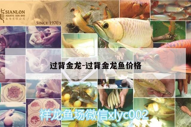 過背金龍:過背金龍魚價格