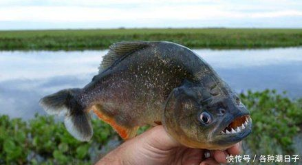 虎魚喜歡什么水位：虎魚喜歡什么樣的水位