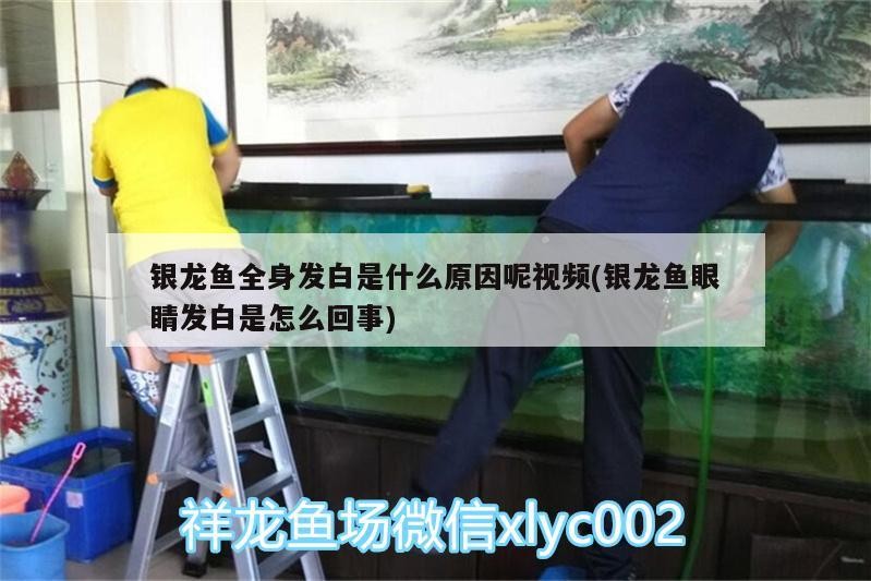 銀龍魚全身發白是什么原因呢視頻(銀龍魚眼睛發白是怎么回事)