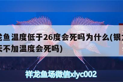 銀龍魚溫度低于26度會死嗎為什么(銀龍魚冬天不加溫度會死嗎) 銀龍魚溫度低于26度會死嗎為什么(銀龍魚冬天不加溫度會死嗎) 銀龍魚百科