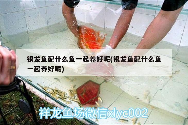 銀龍魚配什么魚一起養好呢(銀龍魚配什么魚一起養好呢)