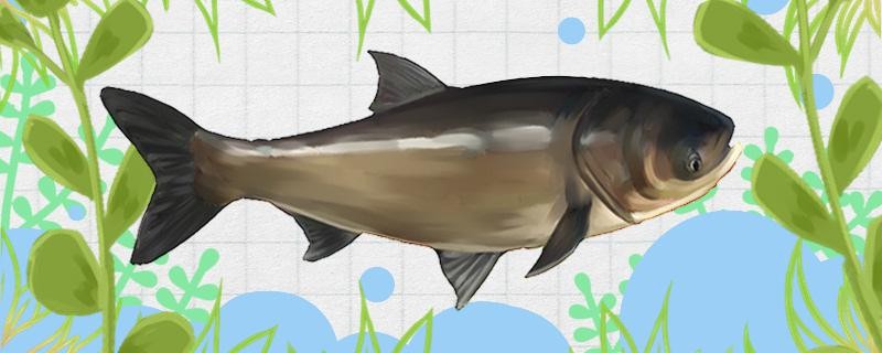 花鰱和胖頭魚一樣嗎有什么區別