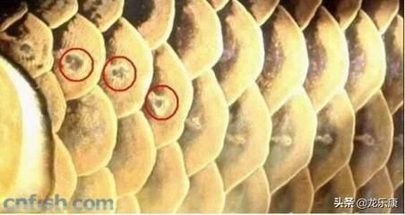 龍魚鱗片有缺口怎么回事vs祥龍魚場：祥龍魚場的相關信息