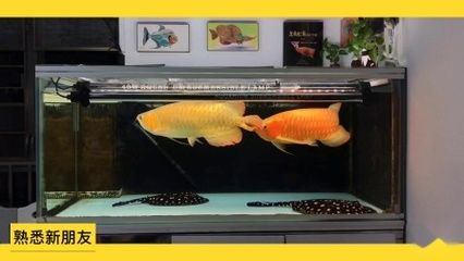 紅龍魚掛畫有什么講究嗎