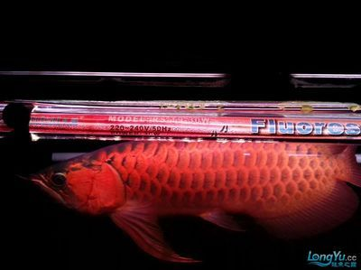 圖騰金龍魚的飼養(yǎng)難度如何,圖騰金龍魚的飼養(yǎng)難度如何? 龍魚百科 第2張 圖騰金龍魚的飼養(yǎng)難度如何,圖騰金龍魚的飼養(yǎng)難度如何? 圖騰金龍魚的飼養(yǎng)難度如何,圖騰金龍魚的飼養(yǎng)難度如何? 龍魚百科 第2張