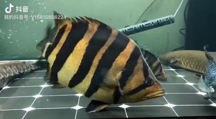 虎魚(yú)突然變明然后死掉：虎魚(yú)突然變明然后死掉可能是由于多種原因引起的