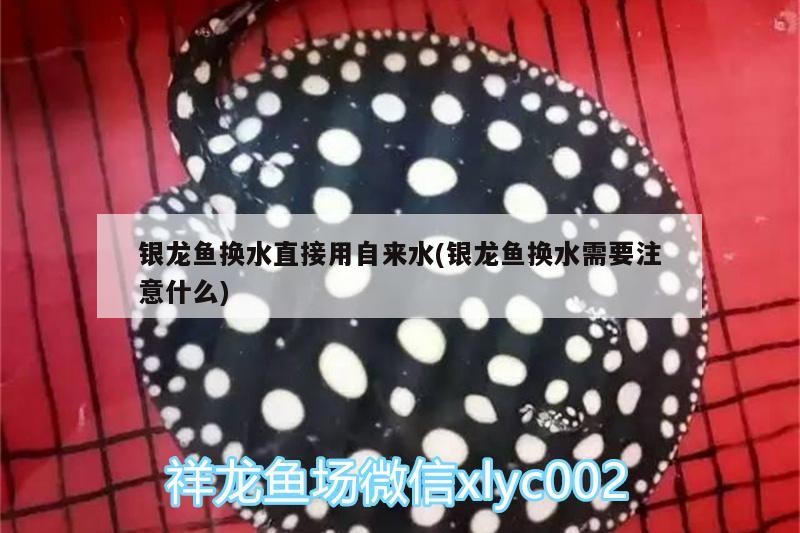 銀龍魚換水直接用自來水(銀龍魚換水需要注意什么)