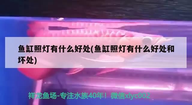 魚缸照燈有什么好處(魚缸照燈有什么好處和壞處)