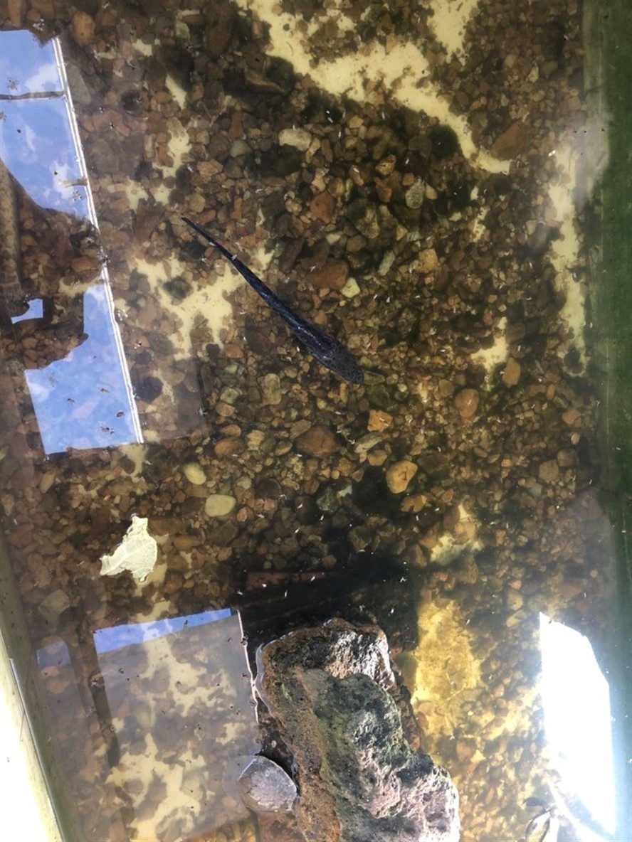 龍魚(yú)內(nèi)蒙眼能治好嗎（黃帝與炎帝到底是什么關(guān)系）