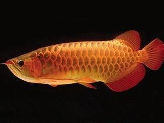 龍魚主要吃什么食物？vs祥龍魚場(chǎng)：自制龍魚飼料的方法