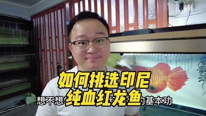 龍魚主要吃什么食物？vs祥龍魚場：自制龍魚飼料的方法