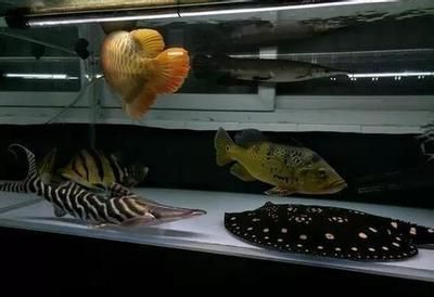 如何挑選健康的帝王魟魚：如何挑選一只健康的帝王魟魚