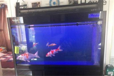 森森魚缸怎么看生產日期