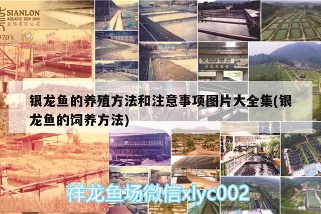 銀龍魚的養殖方法和注意事項圖片大全集(銀龍魚的飼養方法)