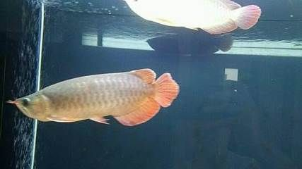 廊坊龍魚vs祥龍魚場（廊坊龍魚與祥龍魚場之間的區別）