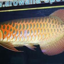 廊坊龍魚vs祥龍魚場（廊坊龍魚與祥龍魚場之間的區別）