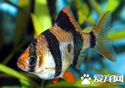 四紋虎魚繁殖期水溫控制，印尼四紋虎魚繁殖期水溫控制在30℃左右可能是適宜的