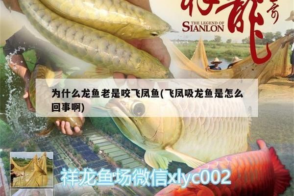 龍魚太兇老咬配魚怎么辦vs祥龍魚場：祥龍魚場龍魚攻擊性減少方法
