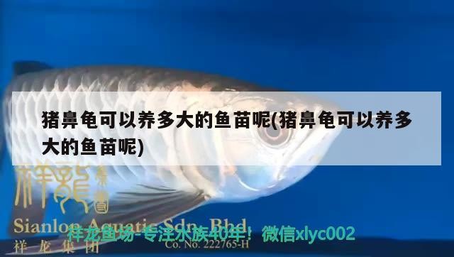 豬鼻龜可以養多大的魚苗呢(豬鼻龜可以養多大的魚苗呢)