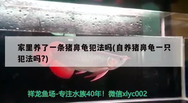 家里養(yǎng)了一條豬鼻龜犯法嗎(自養(yǎng)豬鼻龜一只犯法嗎?)