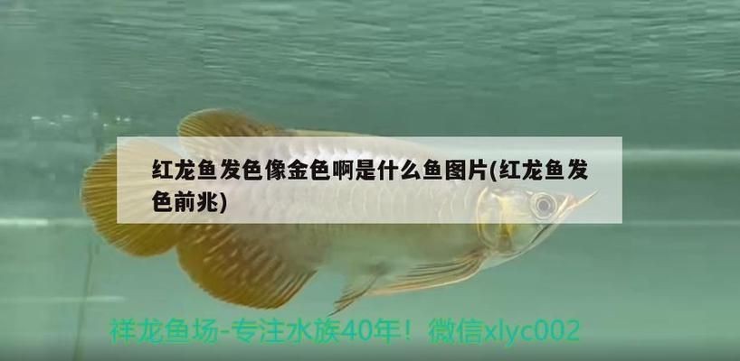 紅龍魚發色像金色啊怎么回事?。喝绾瓮ㄟ^飲食改善紅龍魚發色