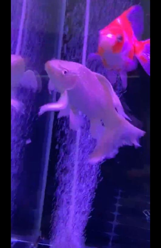 魚缸造景石頭（魚缸造景石頭擺法圖片 大賽）