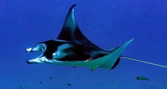 福魟魟魚夜間活動習性：福[需手動填充][需手動填充]魚夜間捕食策略