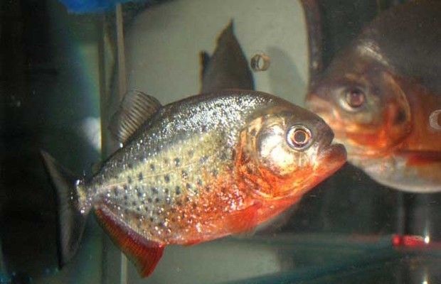 養(yǎng)虎魚有什么說法：養(yǎng)虎魚有什么說法？