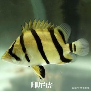 虎魚(yú)一般啥價(jià)位：虎魚(yú)一般多少錢(qián)一斤