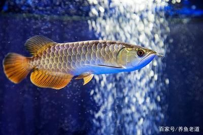 魟魚怎么換水好：魟魚怎么換水好[需手動填充]魚怎么換水好[需手動填充]魚怎么換水好