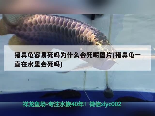 豬鼻龜容易死嗎為什么會死呢圖片(豬鼻龜一直在水里會死嗎)